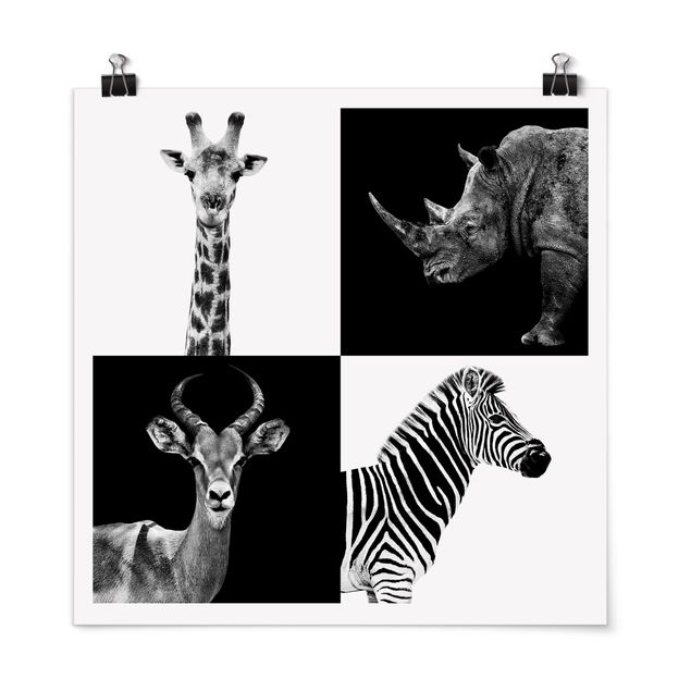 Quadros zebras Safari Quartet
