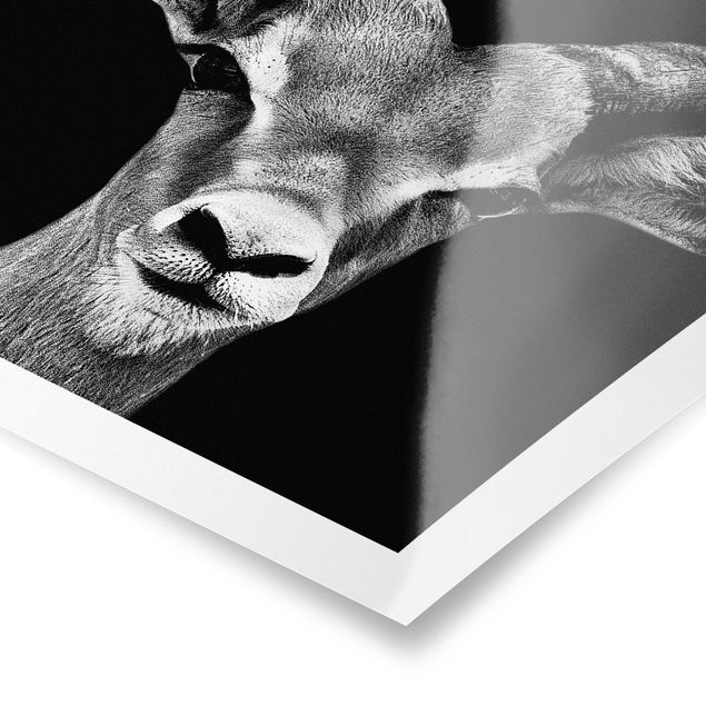 Quadros decorativos Impala antelope black and white