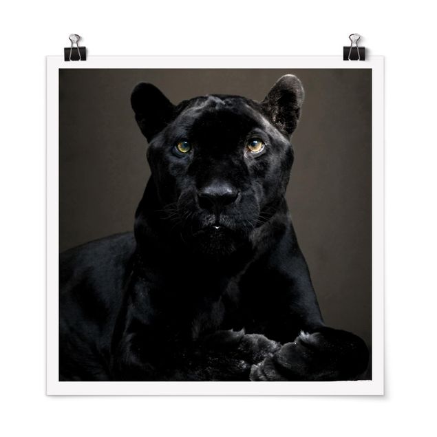 Posters animais Black Puma