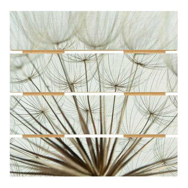 quadro de madeira para parede Beautiful dandelion macro shot