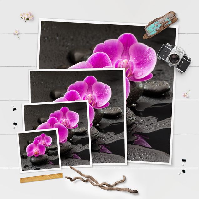 posters decorativos Pink Orchid Flower On Stones With Drops