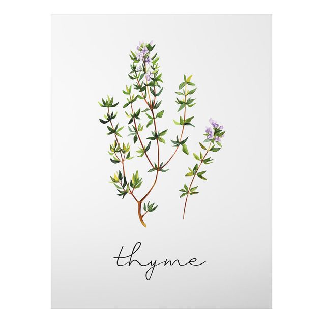 Quadros temperos Herbs Illustration Thyme