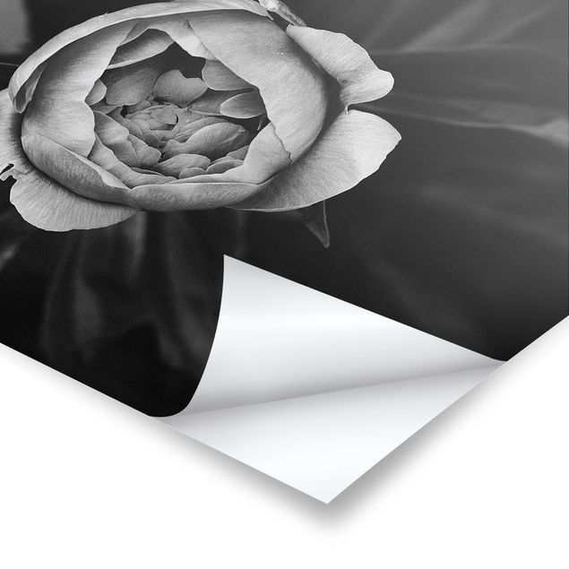 posters decorativos Peonies In Front Of Leaves Black And White