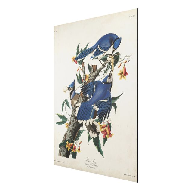 quadros de flores Vintage Board Blue Jays