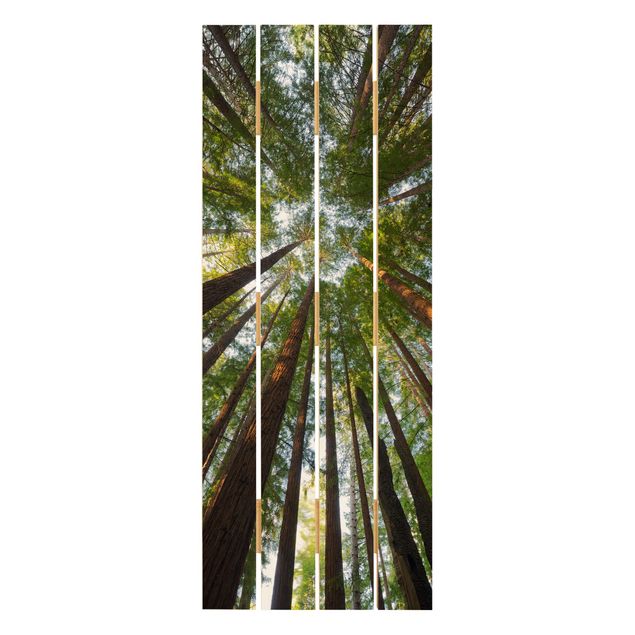 Quadros decorativos Sequoia Tree Tops