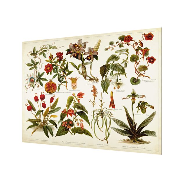 Painel anti-salpicos de cozinha Vintage Board Tropical Botany II