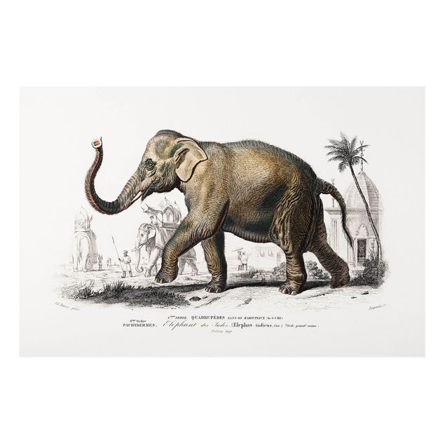 Quadros elefantes Vintage Board Elephant