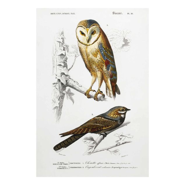 Quadros em marrom Vintage Board Owl And Swallow
