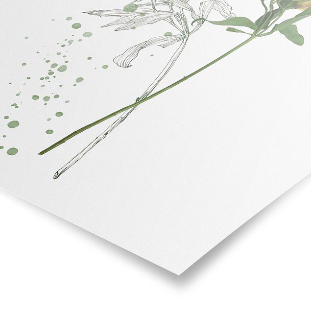 quadros de flores Botanical Watercolour - Lily