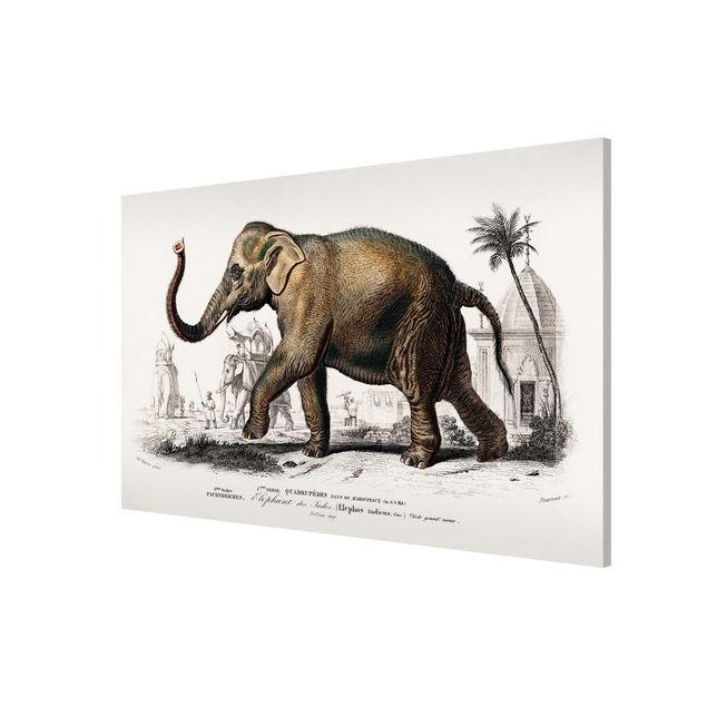 Quadros paisagens Vintage Board Elephant