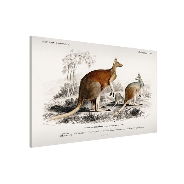 Quadros Austrália Vintage Board Kangaroo