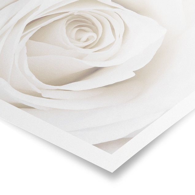 decoração quadros Pretty White Rose