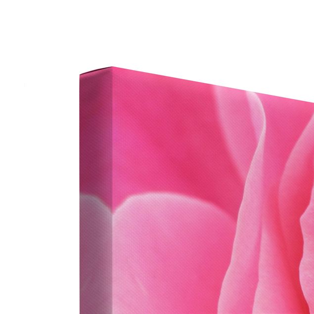 telas decorativas para paredes Lustful Pink Rose