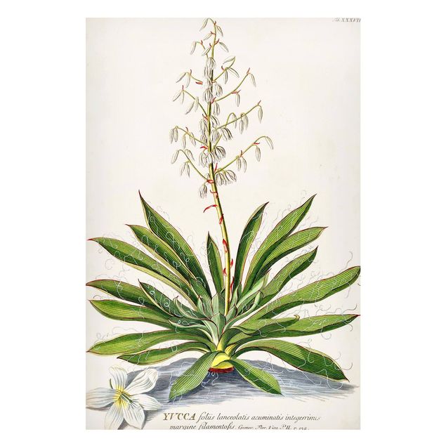 Quadros paisagens Vintage Botanical Illustration Yucca