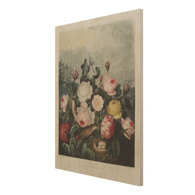 Quadros em madeira vintage Botany Vintage Illustration Of Roses