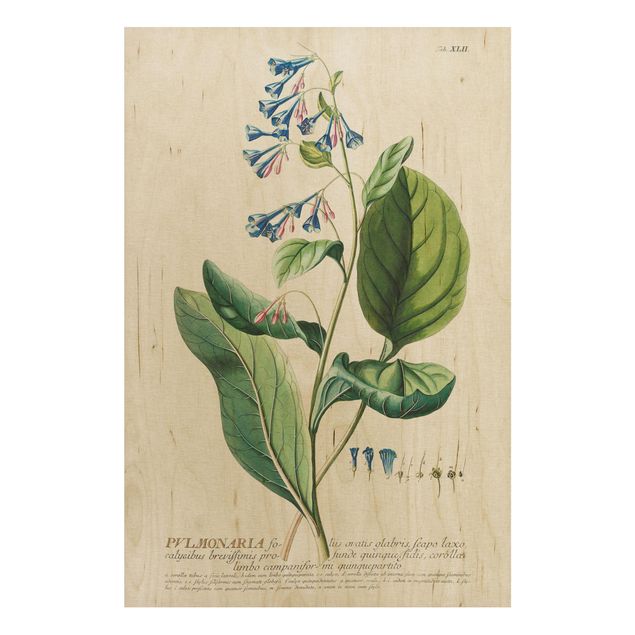 Quadros em madeira flores Vintage Botanical Illustration Lungwort