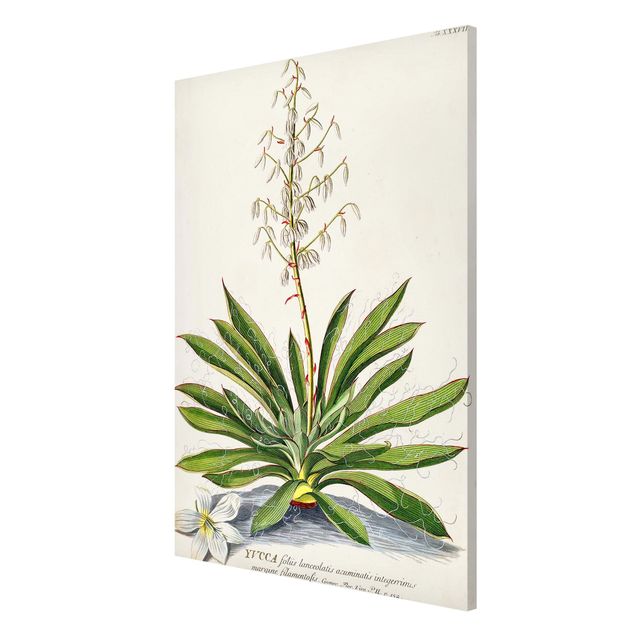 Quadros magnéticos flores Vintage Botanical Illustration Yucca