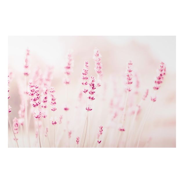 Quadros florais Pale Pink Lavender
