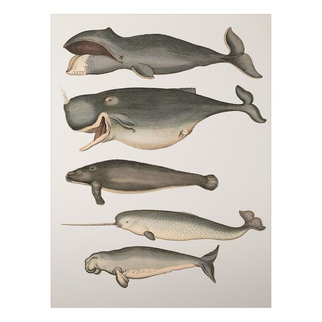 Quadros peixes Five Vintage Whales