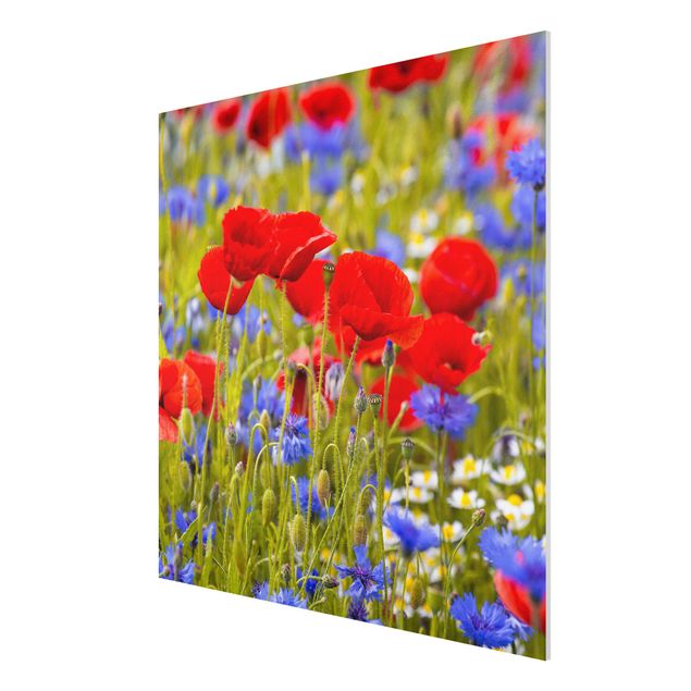 Quadros florais Summer Meadow With Poppies And Cornflowers