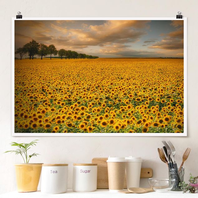 Quadros girassóis Field With Sunflowers