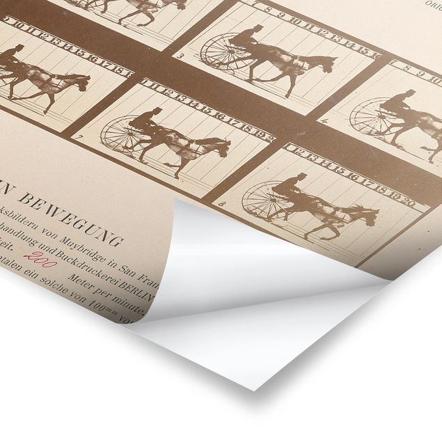 Quadros decorativos Eadweard Muybridge - The horse in Motion