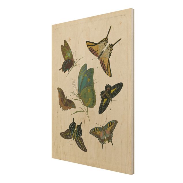 Quadros decorativos Vintage Illustration Exotic Butterflies
