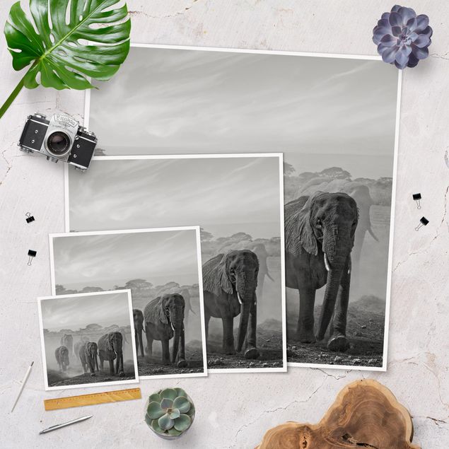 quadros preto e branco para decoração Herd Of Elephants