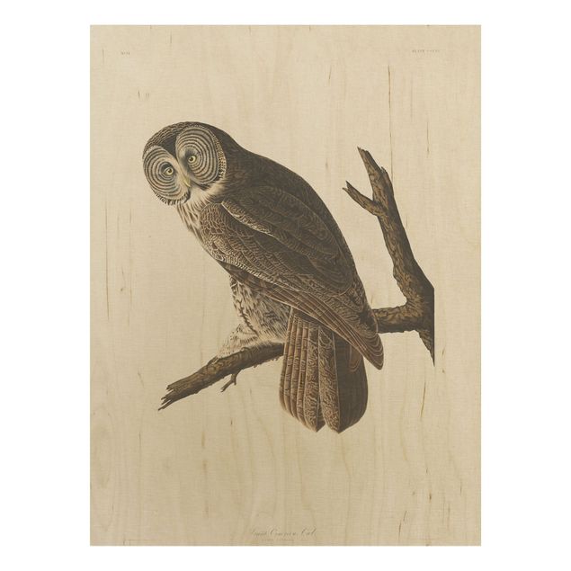 Quadros em madeira vintage Vintage Board Great Owl