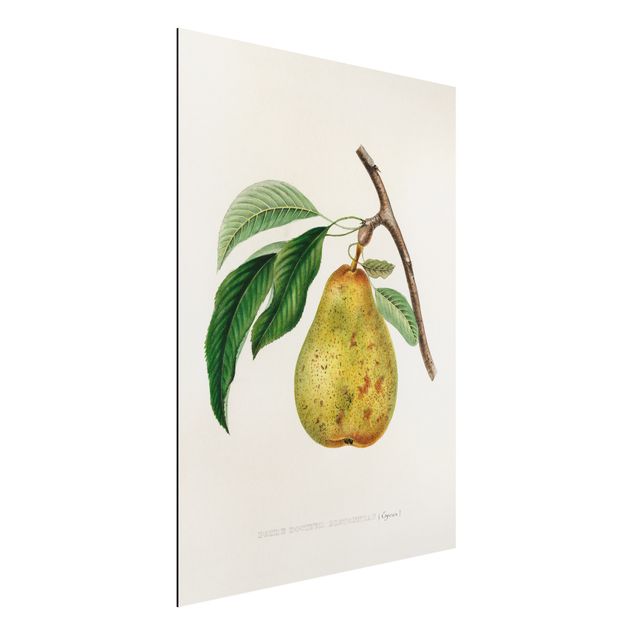 decoraçao cozinha Botany Vintage Illustration Yellow Pear