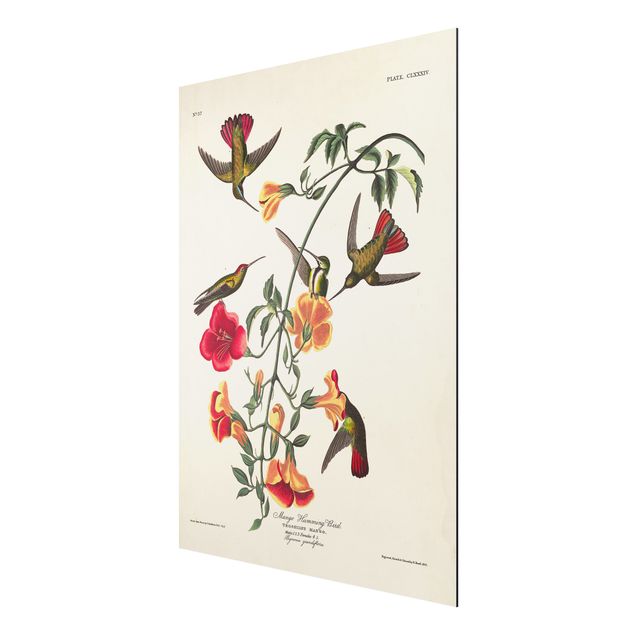 quadro com flores Vintage Board Mango Hummingbirds