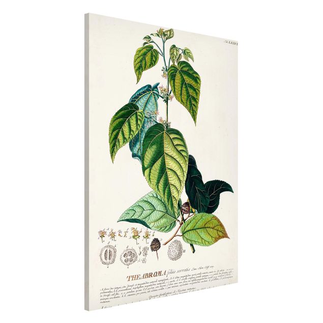 decoraçao cozinha Vintage Botanical Illustration Cocoa