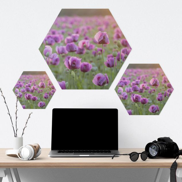 Quadros hexagonais Purple Poppy Flower Meadow In Spring