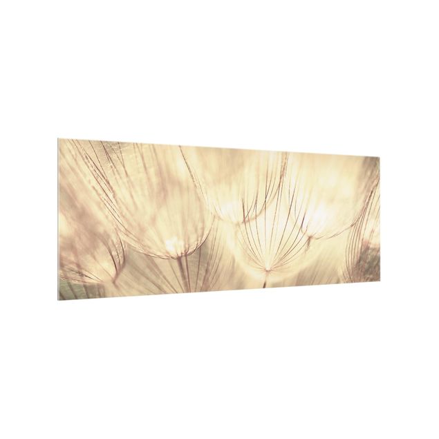 Painel antisalpicos Dandelions Close-Up In Homely Sepia Tones