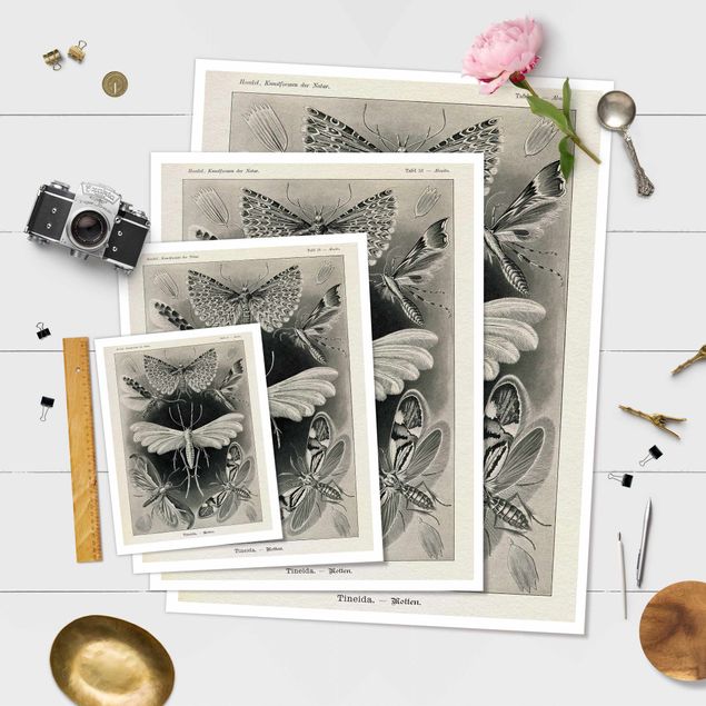 posters decorativos Vintage Board Moths And Butterflies