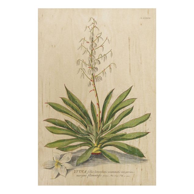 Quadros em madeira flores Vintage Botanical Illustration Yucca