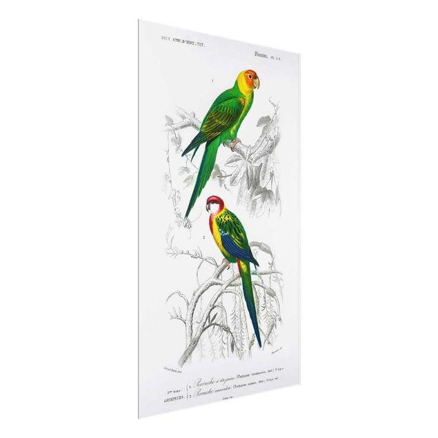 quadro com flores Vintage Wall Chart Two Parrots Green Red