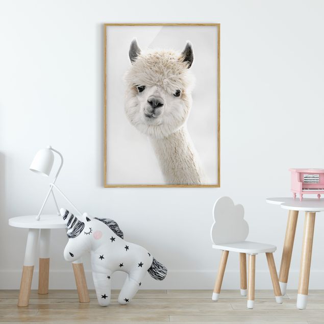 Quadros com moldura animais Alpaca Portrait