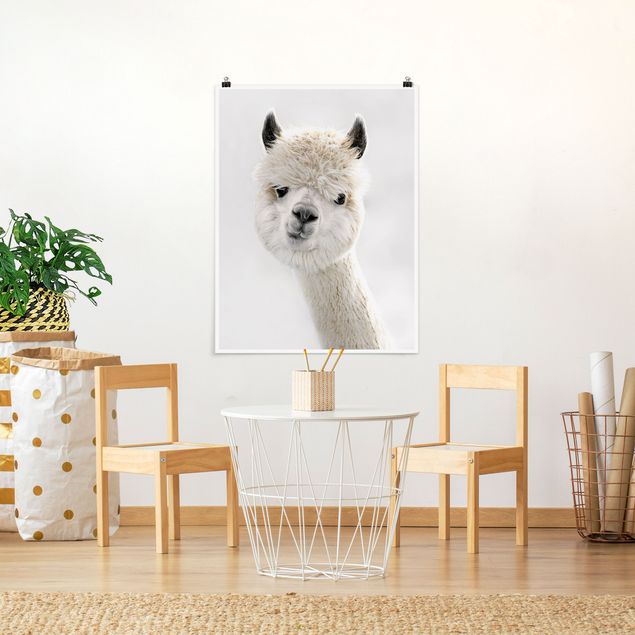 Posters animais Alpaca Portrait