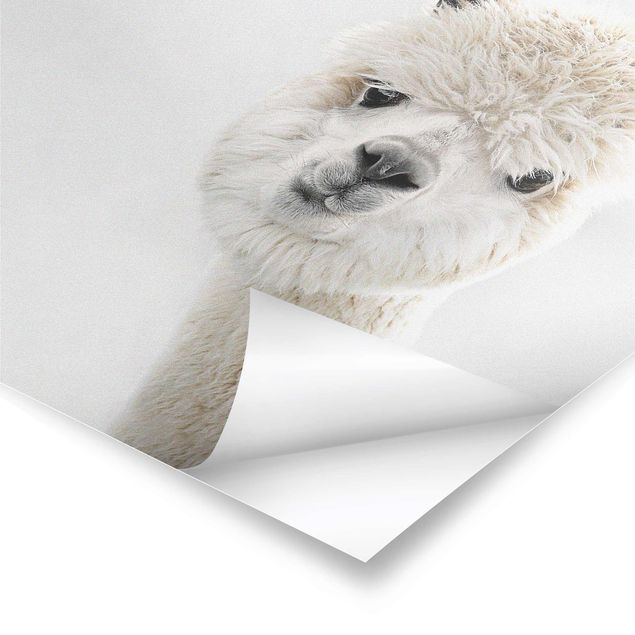 poster decoração Alpaca Portrait