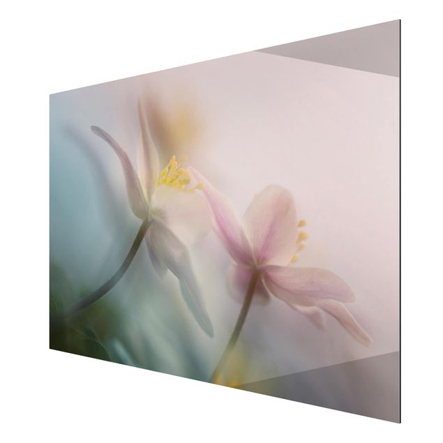 quadros de flores Wood anemone