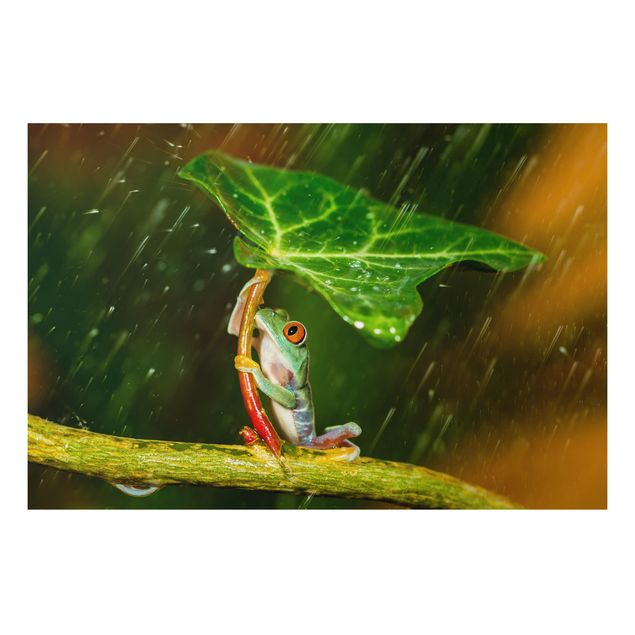 decoraçoes cozinha Frog In The Rain