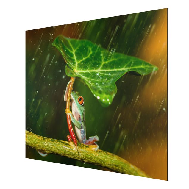 quadro com flores Frog In The Rain