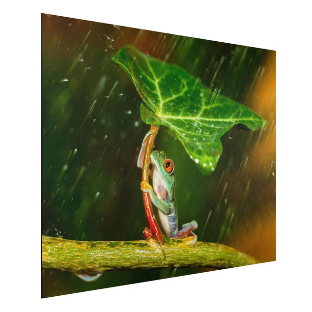 Quadros florais Frog In The Rain