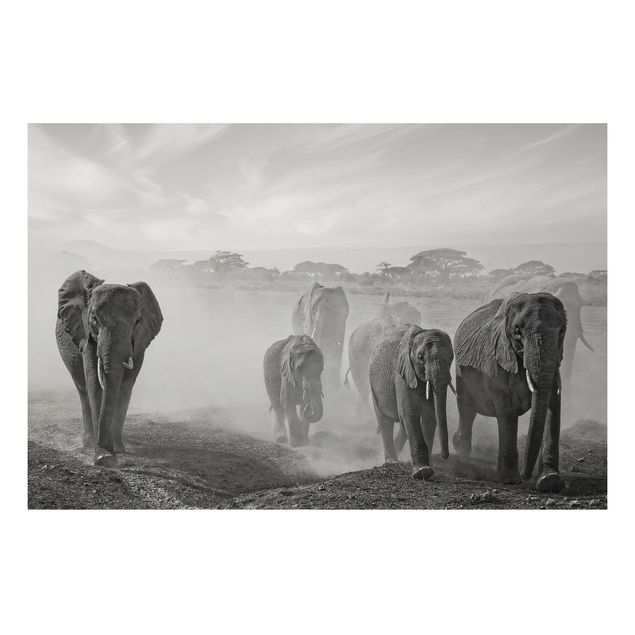 Quadros elefantes Herd Of Elephants