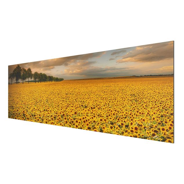 quadro com paisagens Field With Sunflowers