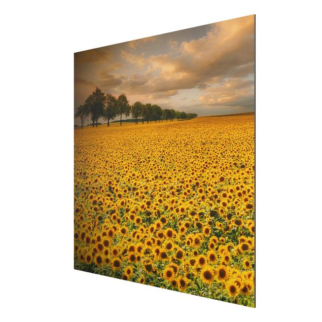 quadro com paisagens Field With Sunflowers