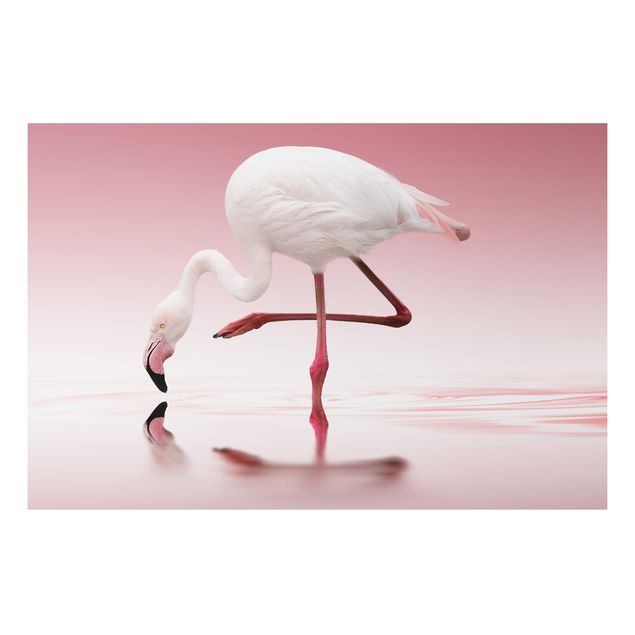 Quadros penas Flamingo Dance