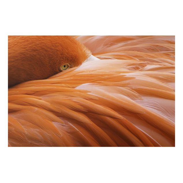 Quadros penas Flamingo Feathers