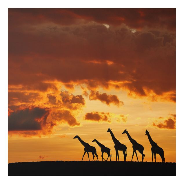 Quadros girafas Five Giraffes